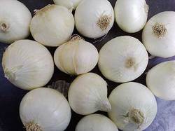 Manufacturers Exporters and Wholesale Suppliers of White Onion Bangalore Karnataka